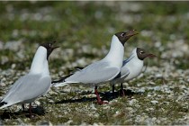 Texel 16-04-21 0583   Photos ACG 2016