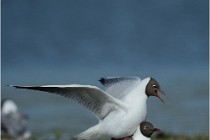 Texel 16-04-21 0585   Photos ACG 2016