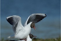 Texel 16-04-21 0586   Photos ACG 2016