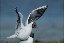 Texel 16-04-21 0588   Photos ACG 2016