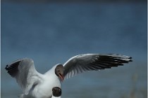 Texel 16-04-21 0589   Photos ACG 2016