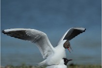 Texel 16-04-21 0591   Photos ACG 2016