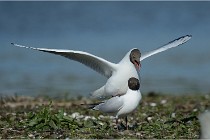 Texel 16-04-21 0592   Photos ACG 2016