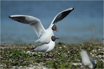 Texel 16-04-21 0593   Photos ACG 2016