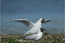 Texel 16-04-21 0594   Photos ACG 2016