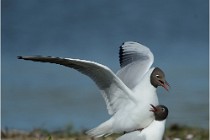 Texel 16-04-21 0601   Photos ACG 2016