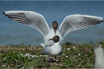 Texel 16-04-21 0605   Photos ACG 2016
