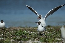 Texel 16-04-21 0606   Photos ACG 2016