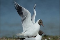 Texel 16-04-21 0609   Photos ACG 2016