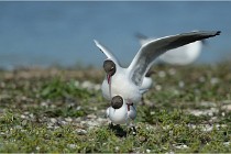 Texel 16-04-21 0612   Photos ACG 2016