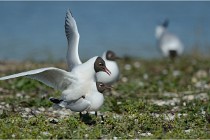 Texel 16-04-21 0617   Photos ACG 2016