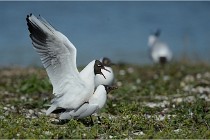 Texel 16-04-21 0618   Photos ACG 2016
