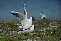 Texel 16-04-21 0620   Photos ACG 2016