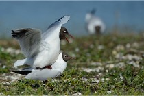Texel 16-04-21 0621   Photos ACG 2016