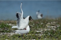 Texel 16-04-21 0622   Photos ACG 2016