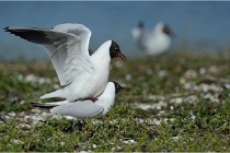 Texel 16-04-21 0624   Photos ACG 2016