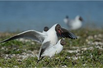 Texel 16-04-21 0625   Photos ACG 2016