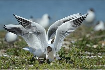 Texel 16-04-21 0626   Photos ACG 2016