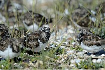 Texel 16-04-21 0628   Photos ACG 2016