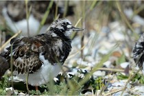 Texel 16-04-21 0631   Photos ACG 2016