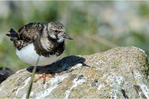 Texel 16-04-21 0633   Photos ACG 2016