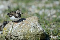 Texel 16-04-21 0636   Photos ACG 2016