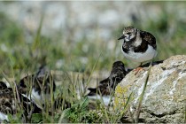 Texel 16-04-21 0640   Photos ACG 2016