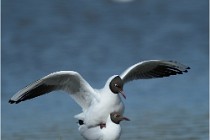 Texel 16-04-21 0645   Photos ACG 2016