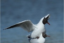 Texel 16-04-21 0646   Photos ACG 2016