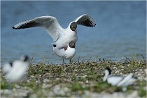 Texel 16-04-21 0647   Photos ACG 2016