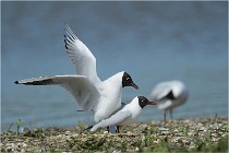Texel 16-04-21 0681   Photos ACG 2016