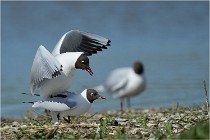 Texel 16-04-21 0682   Photos ACG 2016