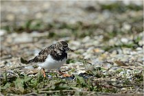 Texel 16-04-21 0686   Photos ACG 2016