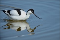 Texel 16-04-21 0701   Photos ACG 2016