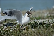 Texel 16-04-21 0731   Photos ACG 2016