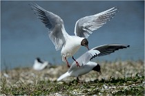 Texel 16-04-21 0761   Photos ACG 2016