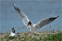 Texel 16-04-21 0810   Photos ACG 2016