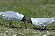2016-04-18  24  Texel
