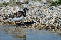 Texel 16-04-21 0877   Photos ACG 2016
