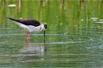 Grand Lav 16-05-17 036   Photos ACG 2016