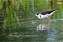 Grand Lav 16-05-17 039   Photos ACG 2016