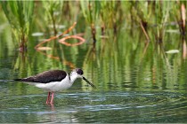 Grand Lav 16-05-17 043   Photos ACG 2016