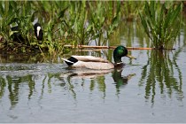 Grand Lav 16-05-17 048   Photos ACG 2016