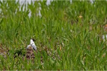 Grand Lav 16-05-17 059   Photos ACG 2016