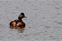 Grand Lav 16-05-17 067   Photos ACG 2016