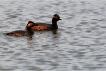 Grand Lav 16-05-17 090 CNX  Photos ACG 2016