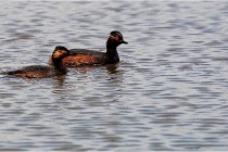 Grand Lav 16-05-17 090 PSE14  Photos ACG 2016