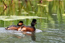 Grand Lav 16-05-17 101   Photos ACG 2016