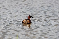 Grand Lav 16-05-17 103   Photos ACG 2016