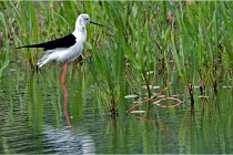 Grand Lav 16-05-17 122   Photos ACG 2016